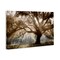 Stupell Industries Sun Streak Through Tree Canvas Wall Art Design by Danita Delimont